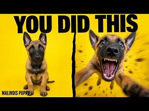 Belgian Malinois Puppy Training — The First 30 Days Explained