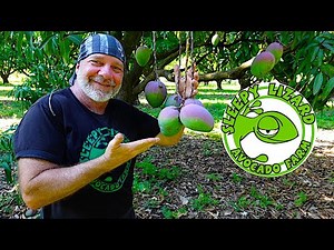 How Do South Florida Mango Farmers Know When to Start Picking?