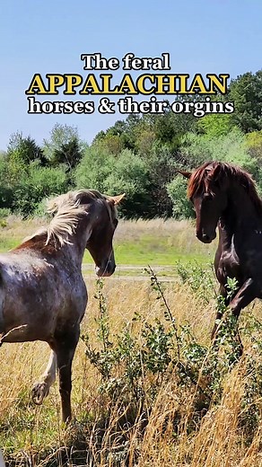 Origins of the Feral Appalachian Horse Herds Explained