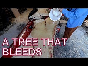 A Tree that Bleeds with Every Cut, Saw-Milling Box Elder