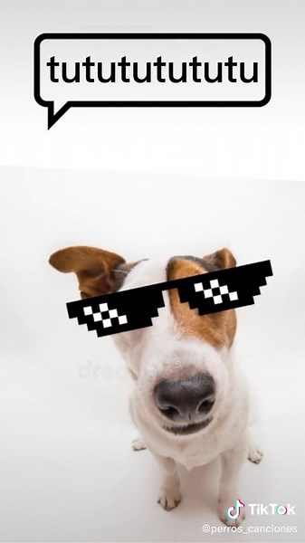 #perros #jackrussell #random #perros_canciones
