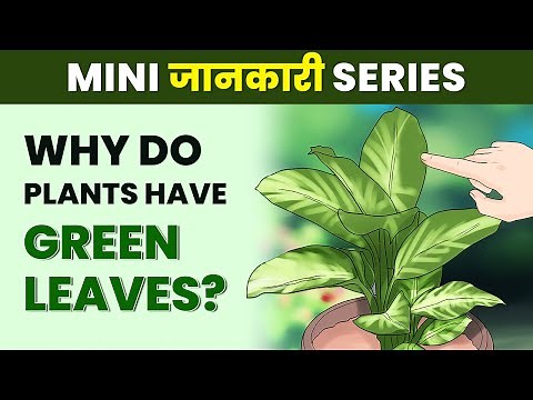 Why Leaves are Green in Color? | Why Do Plants Have Green Leaves?