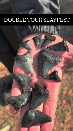 Both tours today ROCKED! 💪 💪 💪 Cold mornings didnt stop both our Airboat Private Tour and Premium Land Site Swamp Buggy Adventure diggers from slinging dome killer triangles! Thanks everyone 🔥 #Floridasfinest #peaceriver #fossilhunting #fossils #sharktoothhunting #sharksteeth #megtime #megalodon #airboat #fossilrecoveryexploration | Fossil Recovery Exploration