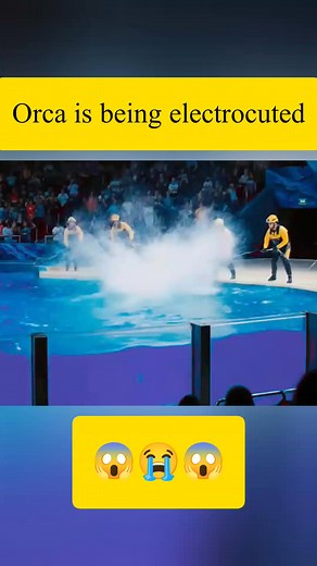 Orca is being electrocuted 😱😭😱 | Alina Blog