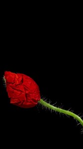 3.2K views · 116 reactions | Discover the history behind Remembrance Day | HistoryExtra | Facebook