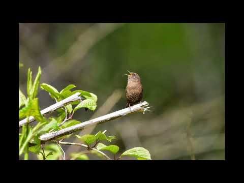 Birds Chirping in Forest 🌳 | Peaceful Morning Birdsong Sound Effect for Relaxation & Background