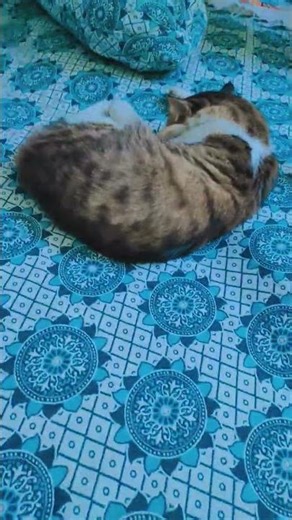 im not touching it cuz he will hit me #cute