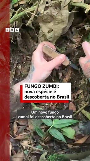 O novo 'fungo zumbi' brasileiro 🕷️🧟🔬 A descoberta foi feita por um grupo de cientistas que fazia uma expedição na Mata Atlântica de Nova Friburgo, no Rio de Janeiro. Batizada de Purpureocillium atlanticum, a nova espécie foi eleita pelo jardim botânico londrino Kew Gardens como uma das 10 mais importantes descobertas em 2025. "É um modo de vida incrível. Eles são fotogênicos, são lindos — pelo menos pelos meus olhos", diz o brasileiro João Araújo, professor da Universidade de Copenhague que a