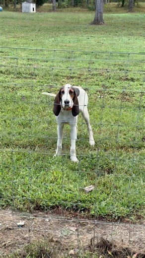 Fryar's Treeing Walkers | Fryar's Treeing Walkers
