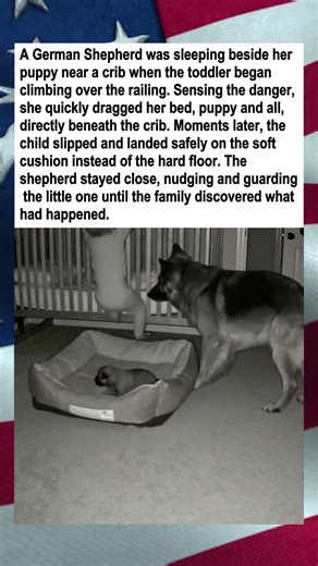 German Shepherd Saves Falling Toddler