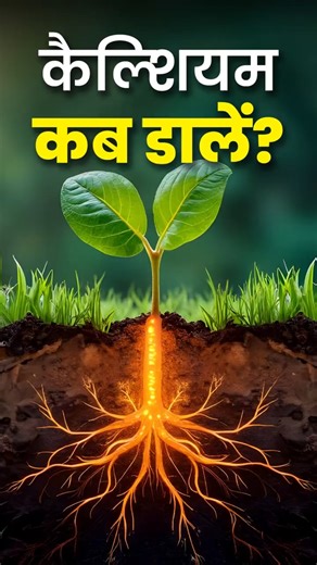 कैल्शियम शेड्यूल ⏱️ | 15 दिन या 45 दिन? | calcium fertilizer timing #agrostar #agriculture