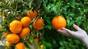 How Fresh Oranges Become the Juice Everyone Loves