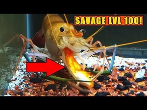 Feeding my NEW GIANT PRAWN SHRIMP a large GOLDFISH.