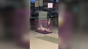 Beagle Trapped In Tiny Cage For 8 Months Finally Finds Forever Home