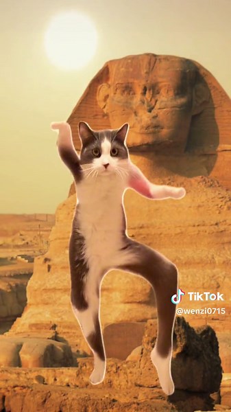 埃及猫舞蹈的魅力与乐趣