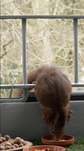 Schwangeres Eichhörnchen