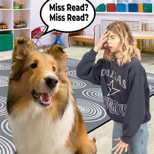 28K views · 1.8K reactions | Teaching Kindergarten is always a challenge! Especially with Biscuit! The Complete Compilation of Biscuit's FAVOURITE teacher! (only teacher) "Miss Read? Miss Read?" ✏️ Kindergarten with Biscuit is a Challenge! Cricket Chronicles #sheltie #cricketchronicles #dogsofinstagram #doglife #doglover | cricket.chronicles | Facebook