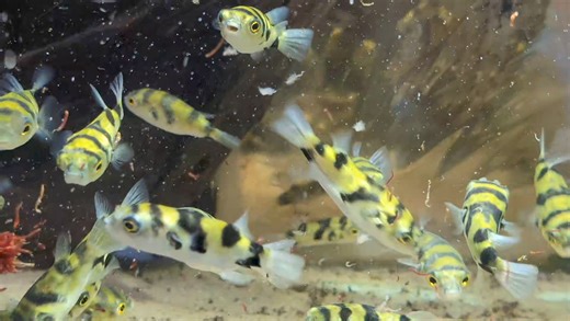 8.7K views · 380 reactions | Amazon puffers ... bigger than normal.. excellent condition | Pier Aquatics | Facebook