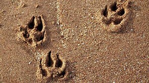 Biz says it's cloned the first dog from a gene-edited donor to help fight disease