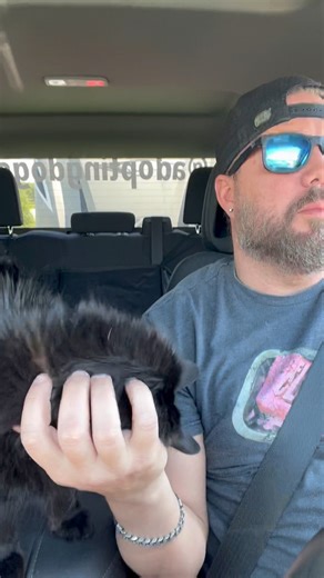 31K views · 810 reactions | Where should we head next? Help us by getting more shelter animals seen! All links are in my bio #rescue #shelter #dog #foryou #adoption | Joe Kay | Facebook