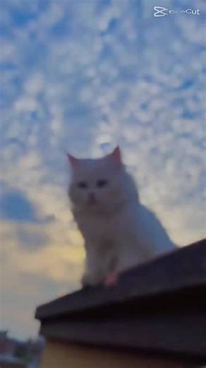 rafsun (@rafsun5010)’s videos with original sound - rafsun