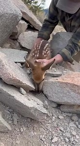 Fawn Freed from Rocky Trap A man’s gentle touch rescues a fawn stuck in rocks. Heartwarming! #fblifestyle #AI Generated using Kling AI . . . (For entertainment purposes only. Consult professionals if guidance on activities is presented. No brand affiliation is implied if any are shown. If inspired by true events, creative adaptations may be included. Content may include public footage.) | Fabiosa Better World