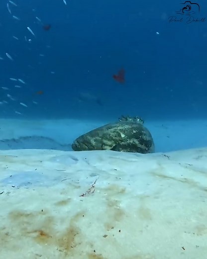 33K views · 452 reactions | Sandy Hollow Surprise: Snook and Goliath Grouper off Jupiter's Coast | Paul Dabill Photography | Facebook