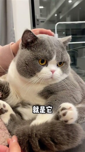 Top 5 Beginner-Friendly Cat Breeds: Perfect Pals for Newcomers PetLovers CatCare