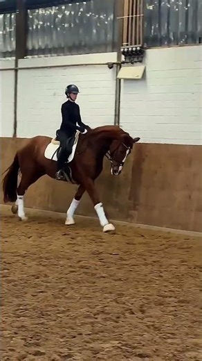 Vitalis x Wolkentanz ✨ M-Dressur platzierte Nachwuchshoffnung