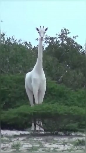 The Last White Giraffe: A Story of Survival