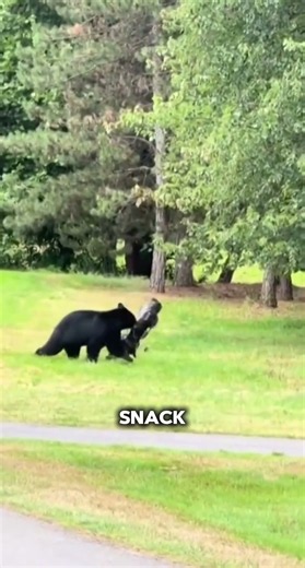 Bear Steals Golfer's Entire Bag of Clubs! 🐻⛳