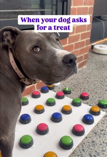 Understanding Dog Communication Through Buttons