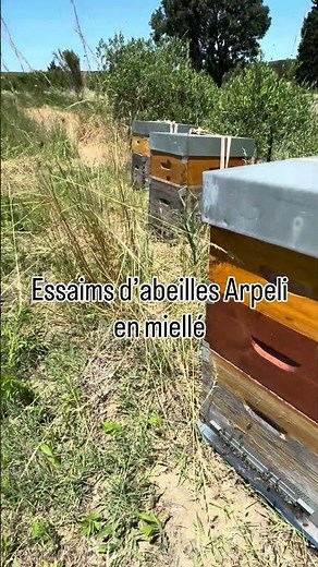 Essaims d’abeilles Arpeli en production #apiculture #abeilles #beekeeping #honey