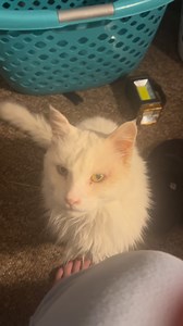 He was telling me to make me gravy and pour it on my food please. Miss you buddy #Shadrach | Carrie Cummings