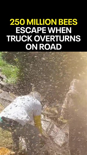 250 million bees escaped from a truck carrying an estimated 70,000 pounds of honey hives in Washington state. “The plan is to allow the bees to re-hive and find their queen bee. That should occur within the next 24-48 hours. The goal is to save as many of the bees as possible,” the sheriff’s office said. | Fox 9