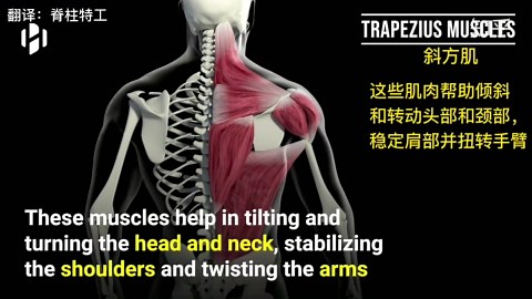 【精美动画演示】 神奇！看你体内的肌肉构造和功能！