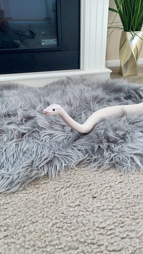 Understanding the Behavior of Ball Pythons