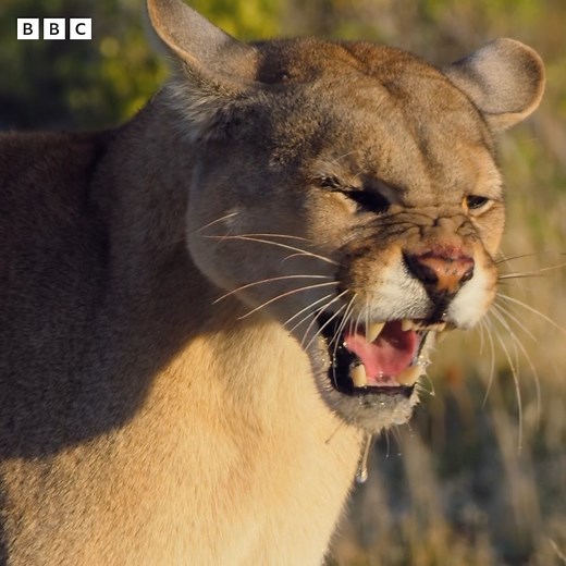 372K views · 10K reactions | It’s back: a world of dynastic power struggles and family treachery within the animal kingdom. Get caught up in the real-life drama with Sir David Attenborough as we delve into the secret lives of charismatic, captivating animals fighting for their family’s survival. Find out more about Dynasties II  https://www.bbcearth.com/shows/dynasties-ii | BBC Earth | Facebook