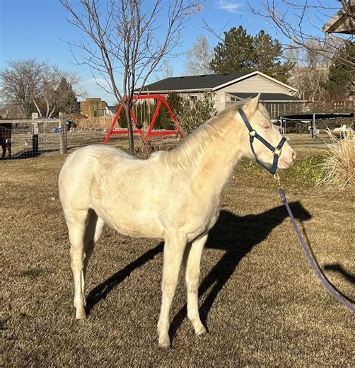For Sale | Horses | KSL Classifieds