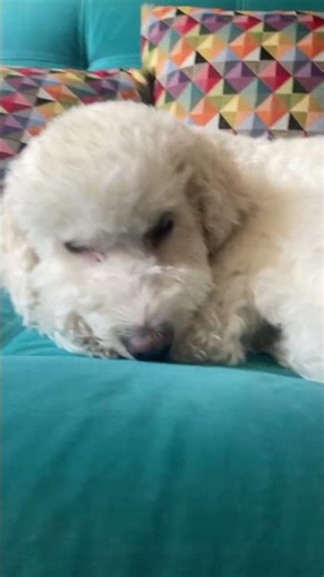Timsito está feliz 😀 #timthegoldendoodle #kawaii #elpersonajedelasemana