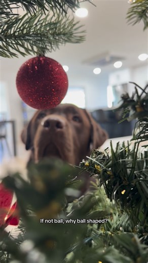 Woodford the Chocolate Lab on Instagram: "If not ball… why ball shaped?🤔 #labrador #labradorvideos #labradorretriever #chocolatelab #labpuppy #puppiesofinstagram #puppylove #labstagrams #talesofalab #talesofalabpuppy #puppylove #labs_of_insta #dogmom #souldog #christmas"