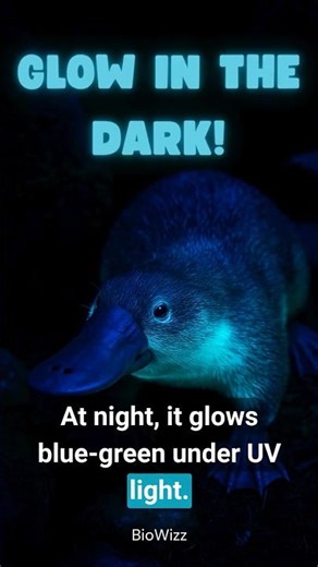 The Platypus Has a Secret Sixth Sense!? | Nature’s Rule Breaking Mammal