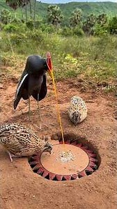 Technique Unique Quail Trap Using Paper #survival #camping #skills