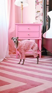 America, don’t you think it’s time we elect a well dressed Italian greyhound to office? Sure I may be a dog, but that hasn’t stopped me from achieving so many other things! Do I have your vote? Pantsuit by @uno.ruben | Tika the Iggy