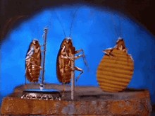 View 13 Spinning Dancing Cockroach Gif