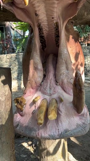 PredatorPosse on TikTok