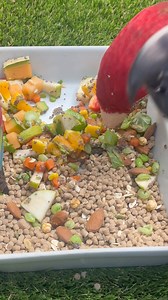 I try to make time most mornings to sit with the kids at breakfast for 5-10 minutes at least. Down on the playmat is the easiest. It gives me a chance to see who is eating what.. crucial in post weaned babies..they are all amazing but Diego needs more cuddles first! 🙄🤣😍 They all love fresh foods and their Vetafarm South American Mix/Macaw Nuts.. communal feeding works well! These guys will be leaving us the week after next.. but while I’m crying at the airport.. I will also be picking up my s