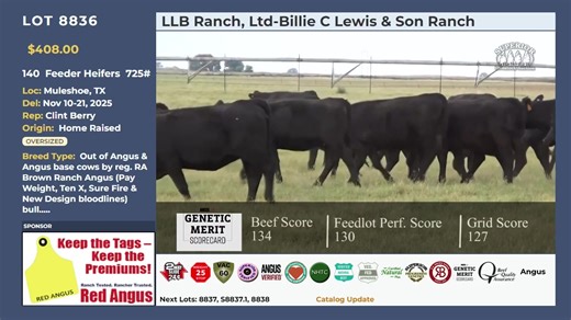 Check out a few featured lots from Superior Livestock's October 2nd video auction. Cattle producers sold 17,833 head of calves, yearlings and bred stock totaling 164 lots from 21 states for this offering. Strong buyer participation from several bidders throughout the auction resulted in 62 different successful buyers. Cattle were sold on contract to deliver immediately through May 2026. Regions 3/4/5/6 feeder steers started the auction fully steady followed by feeder heifers which saw some weakn
