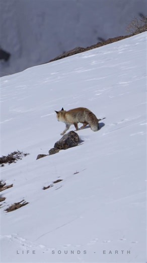 Blink and you’ll miss this fluffy Himalayan red fox sprint! 🦊💨 #fox #spiti #kibber #nature