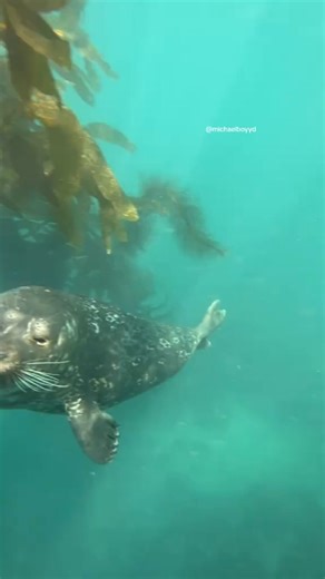 1.3K views | Seals can literally nap underwater — their bodies are built to surface for air without waking up. #animallover #animalrescue #sealife #seal #seals #sealed #sealant #sealover #sealbeach #sealovers | MightyBeasts Moments | Facebook